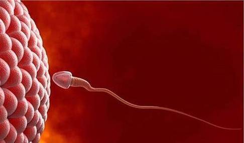 卵巢早衰, 借卵试管, 供卵试管, 生育功能, 成功受孕